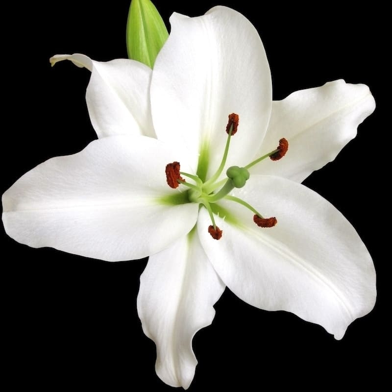 SonFlower