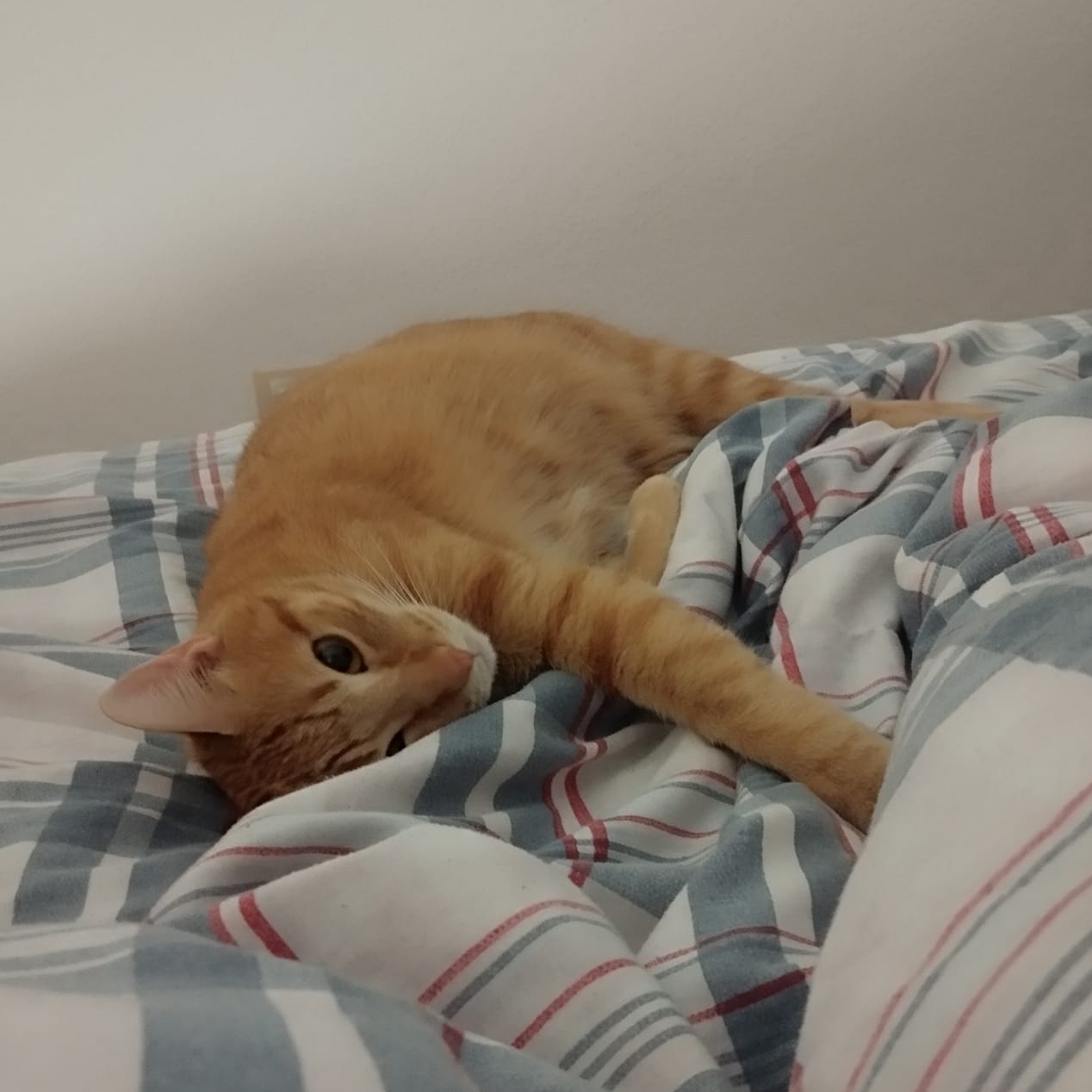 Andrés