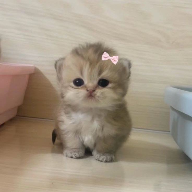 Viki